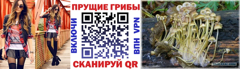 Галлюциногенные грибы Magic Shrooms  Краснодар 